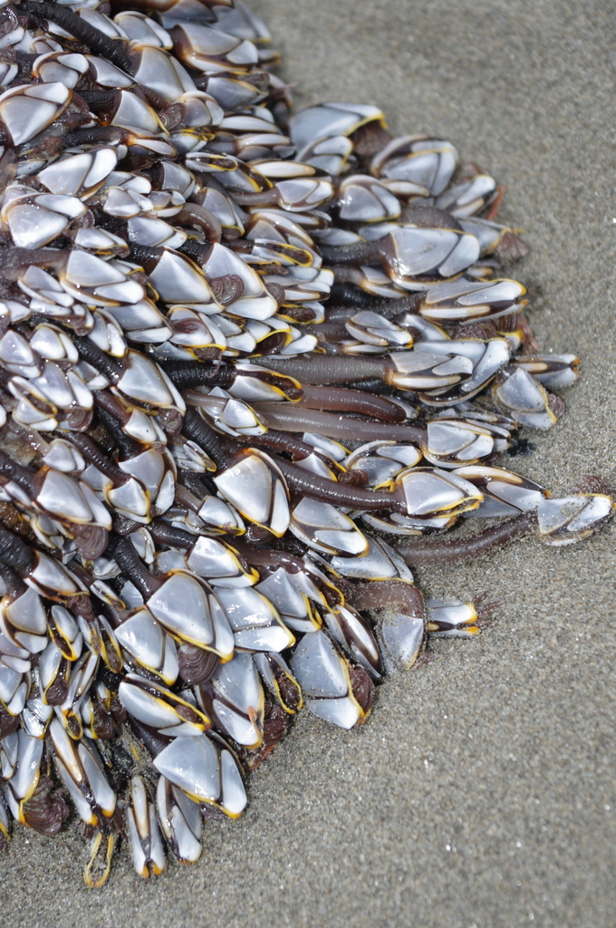 Pelagic Gooseneck Barnacle
