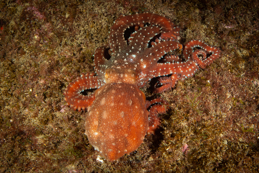 Atlantic White-spotted Octopus