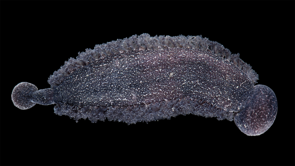 Rayfish leech