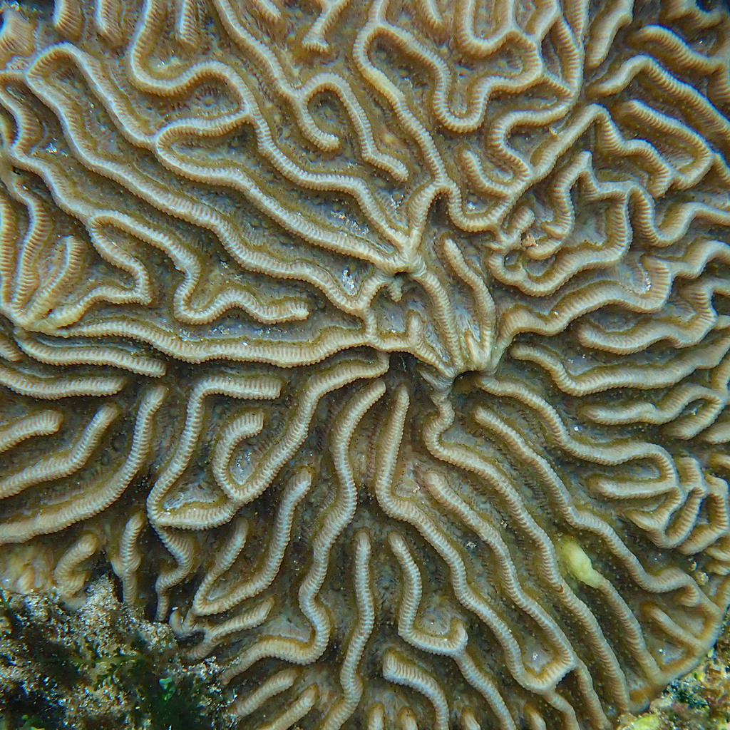 Paragoniastrea d'Australie