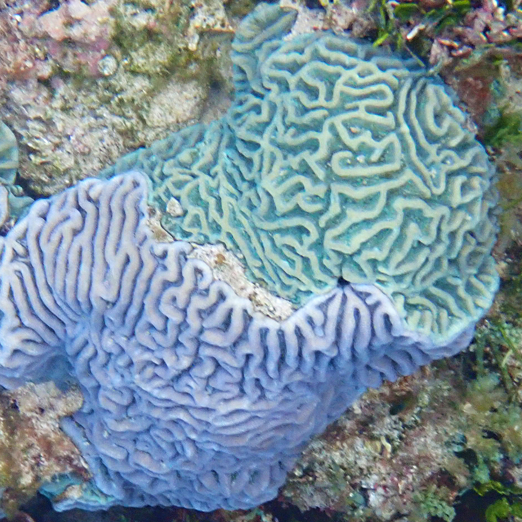 Paragoniastrea d'Australie