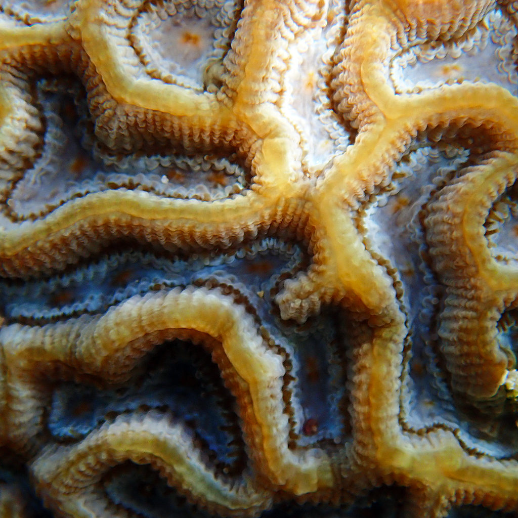 Paragoniastrea d'Australie