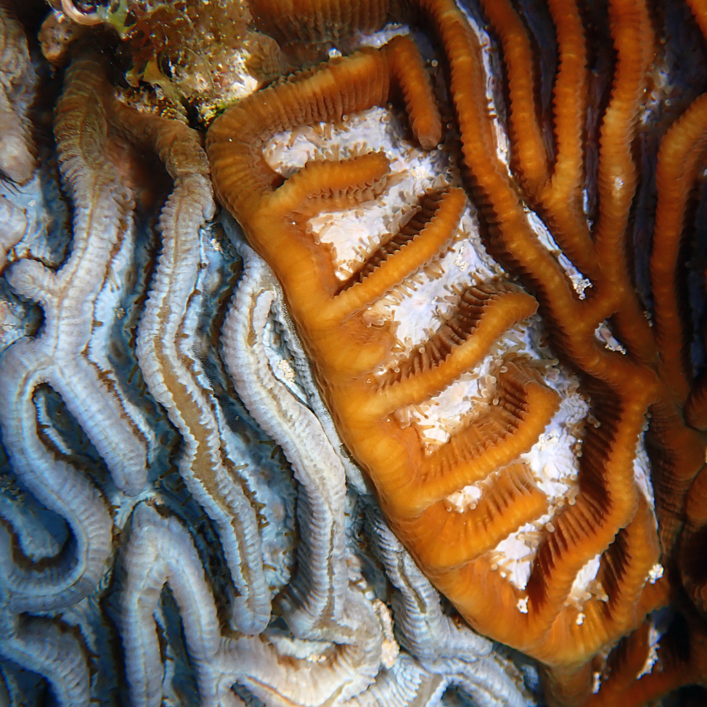 Paragoniastrea d'Australie