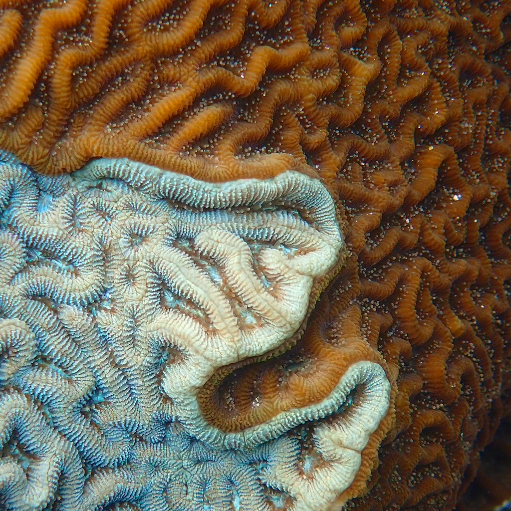 Paragoniastrea d'Australie