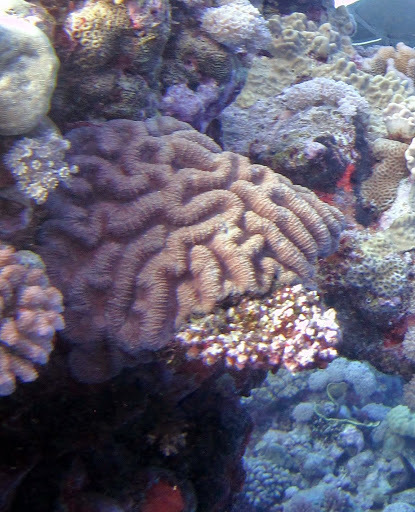 Paragoniastrea d'Australie