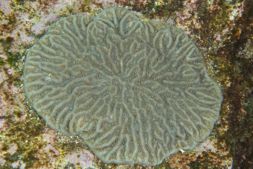 Paragoniastrea d'Australie
