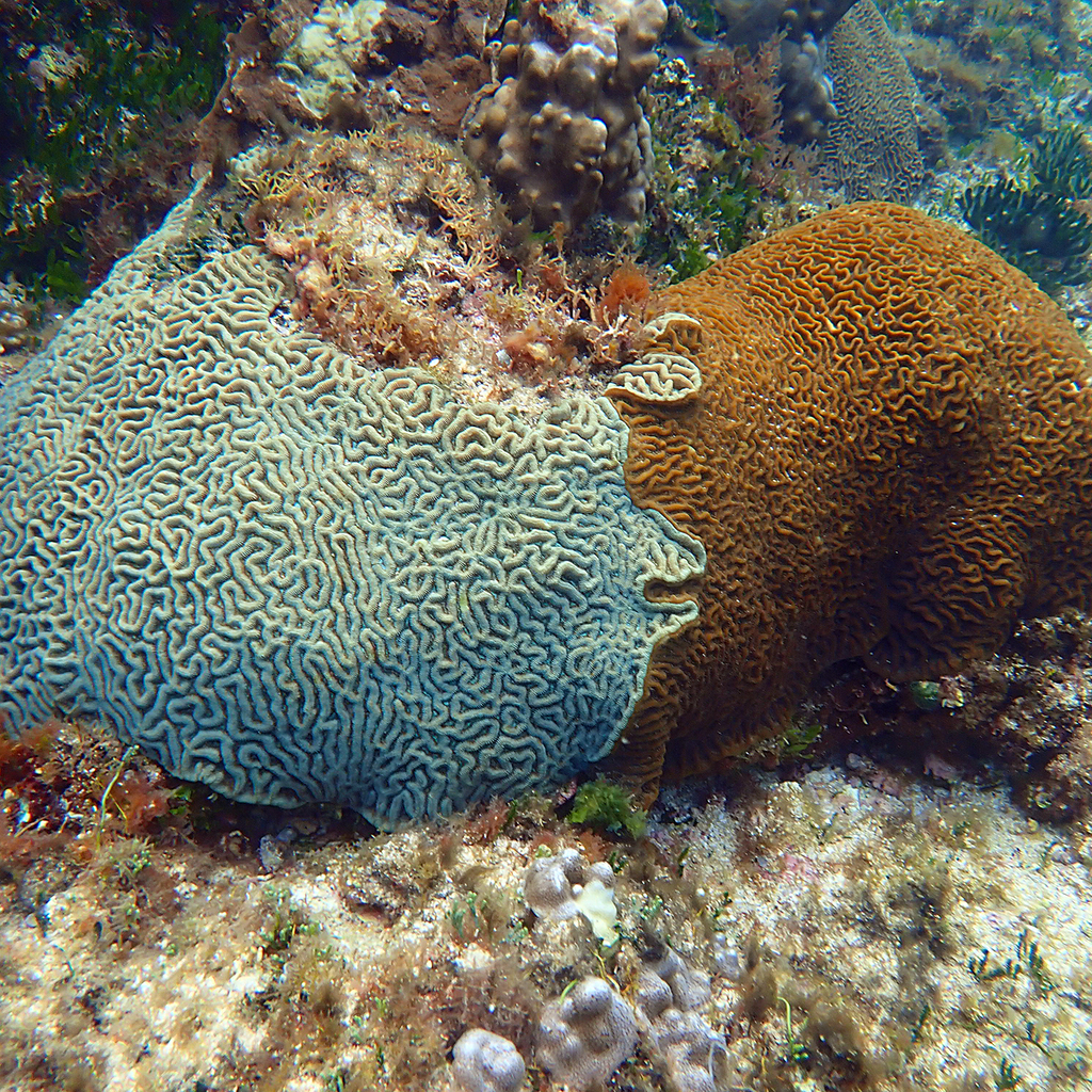Paragoniastrea d'Australie