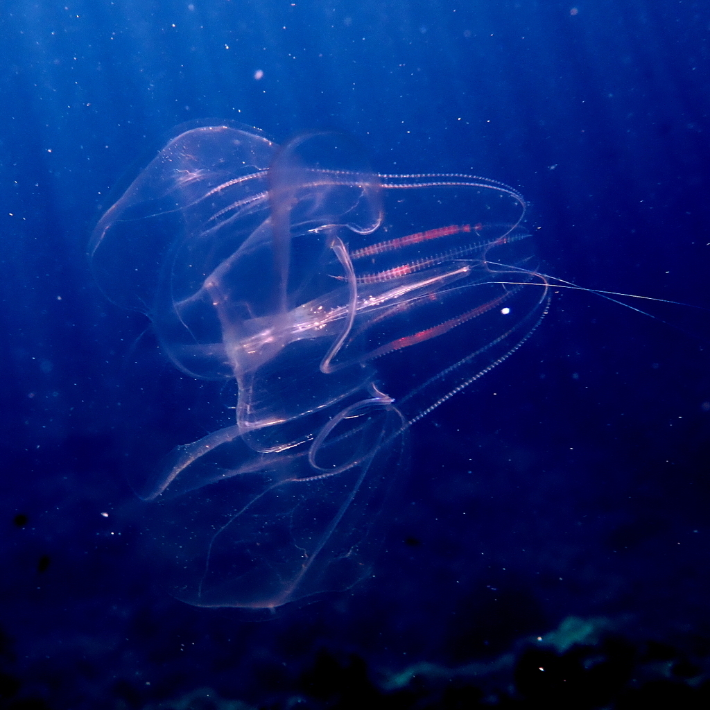 Warty Comb Jelly