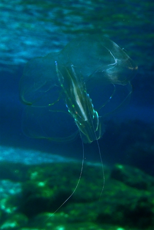 Warty Comb Jelly