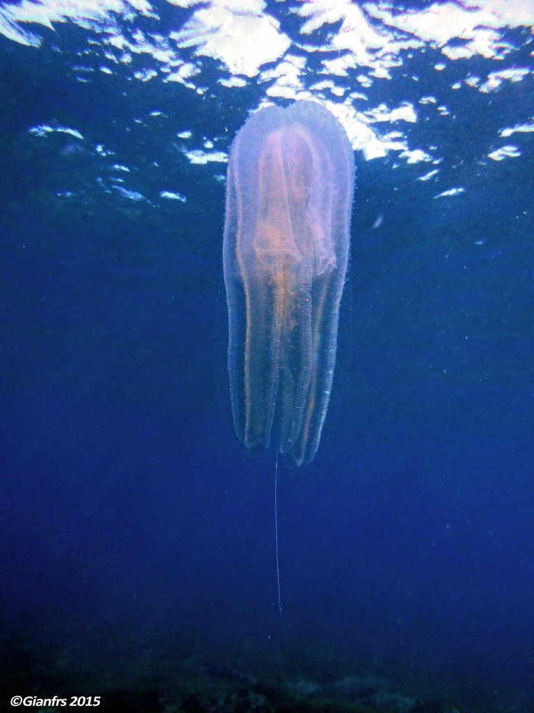Warty Comb Jelly