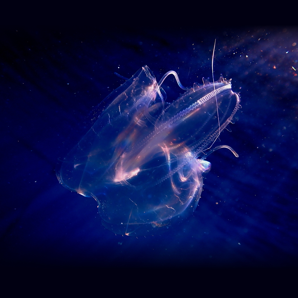 Warty Comb Jelly