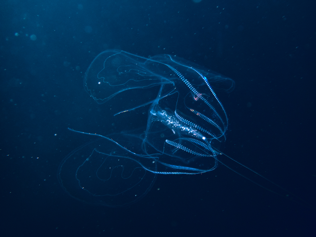 Warty Comb Jelly