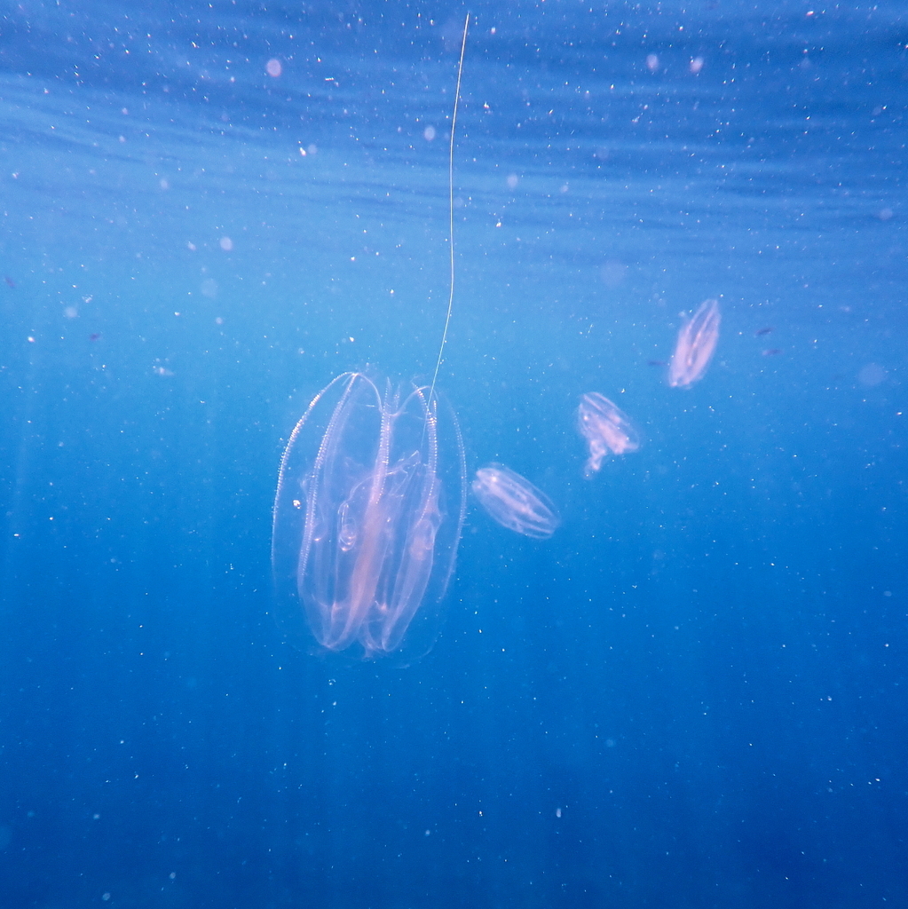 Warty Comb Jelly