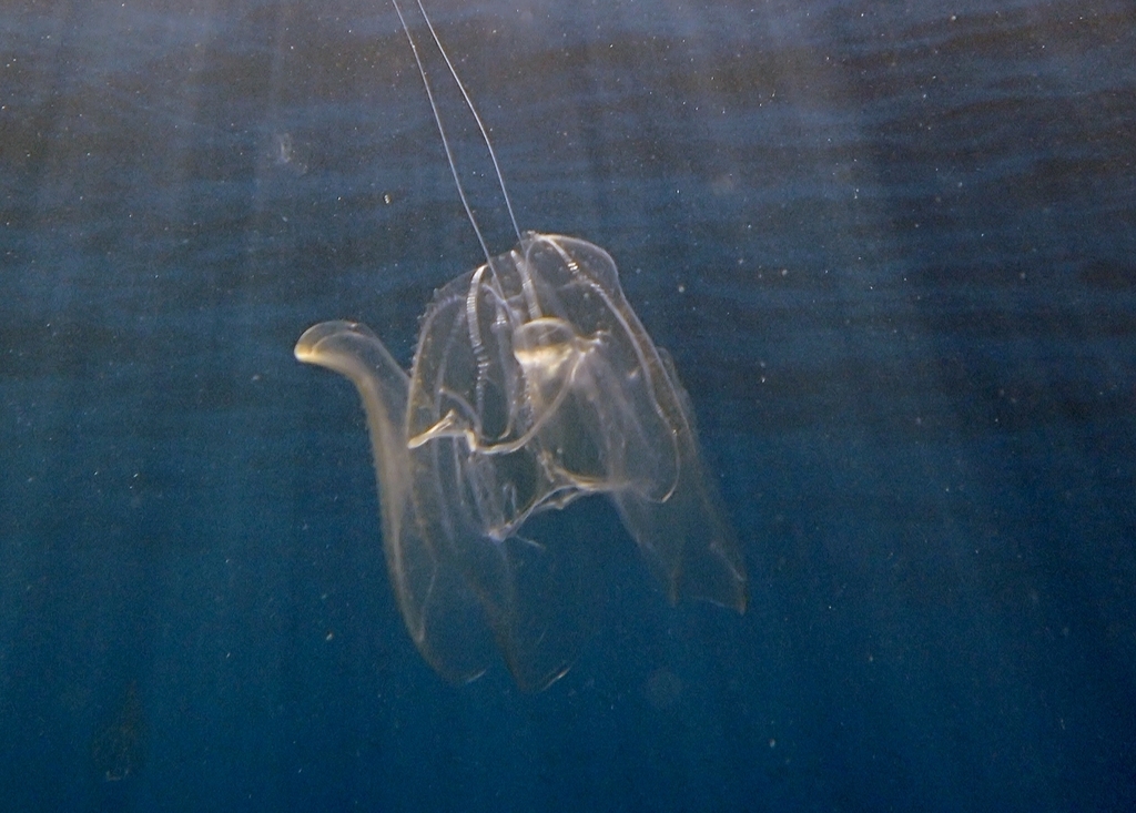 Warty Comb Jelly