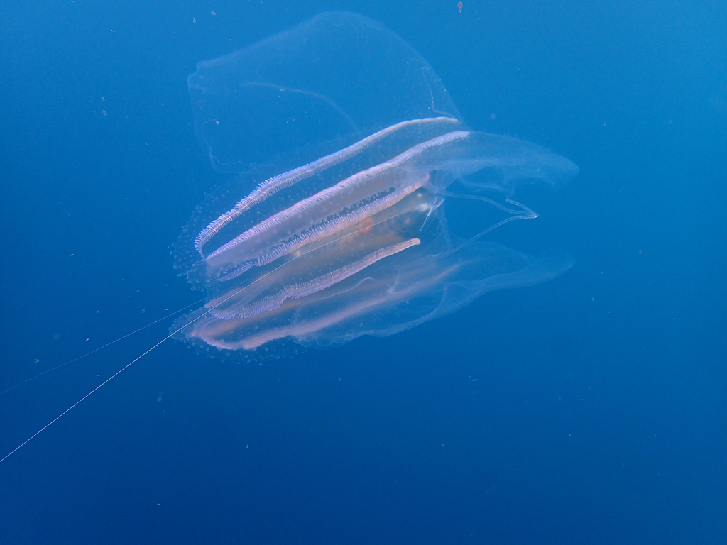 Warty Comb Jelly