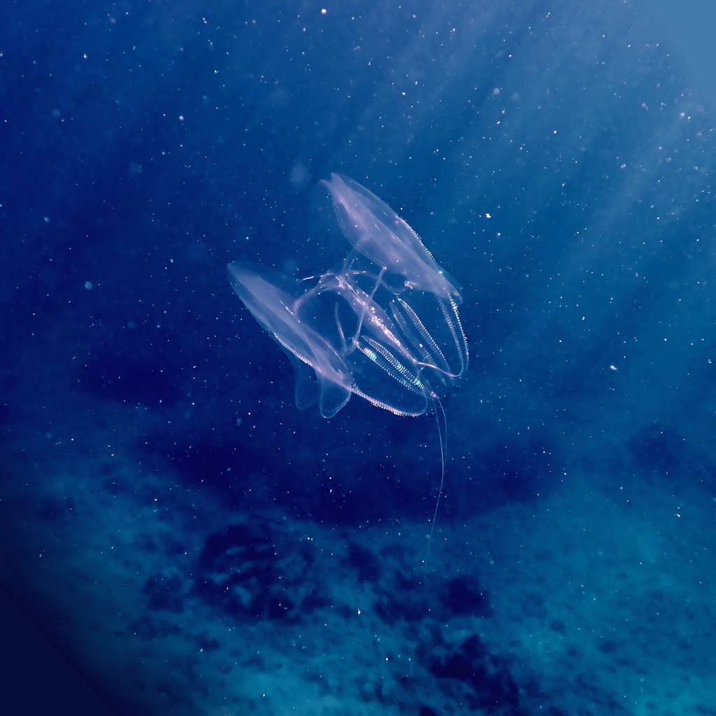 Warty Comb Jelly