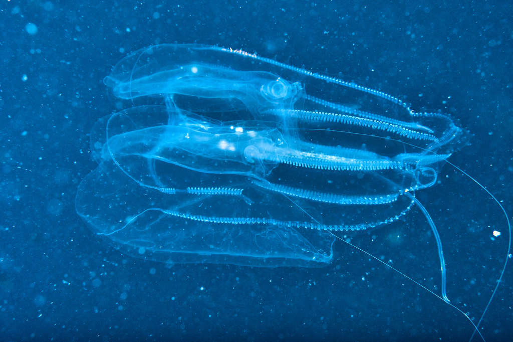 Warty Comb Jelly