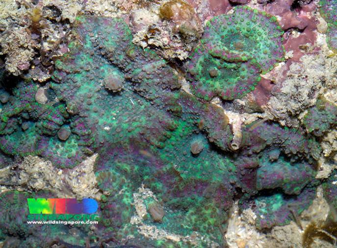 Beaded Corallimorph