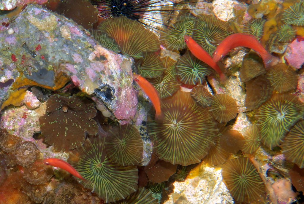 Beaded Corallimorph