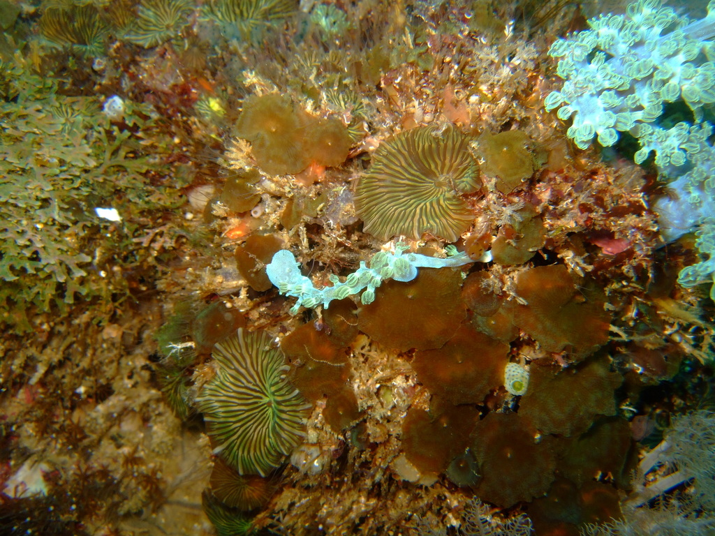 Beaded Corallimorph