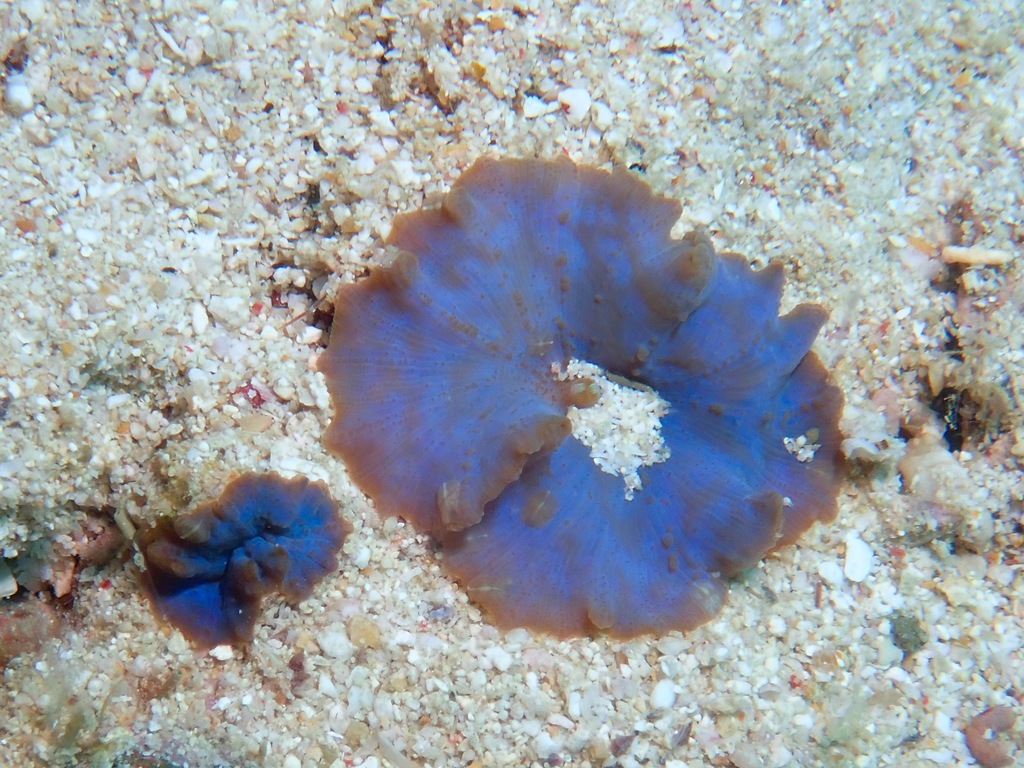 Beaded corallimorph