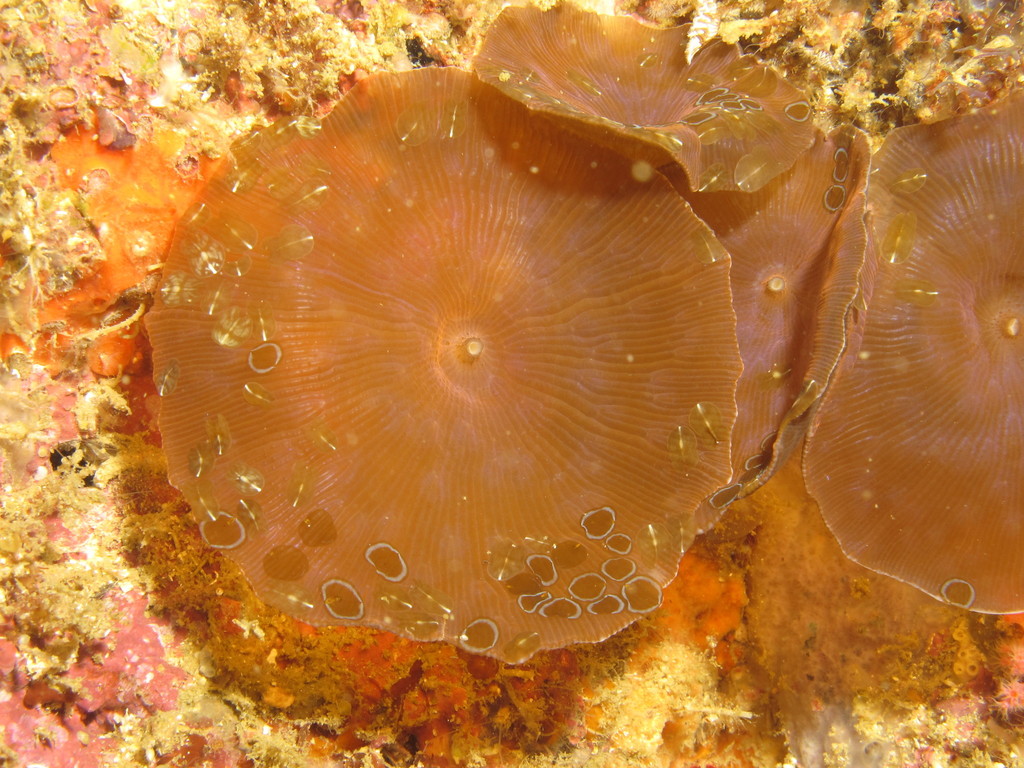 Beaded Corallimorph