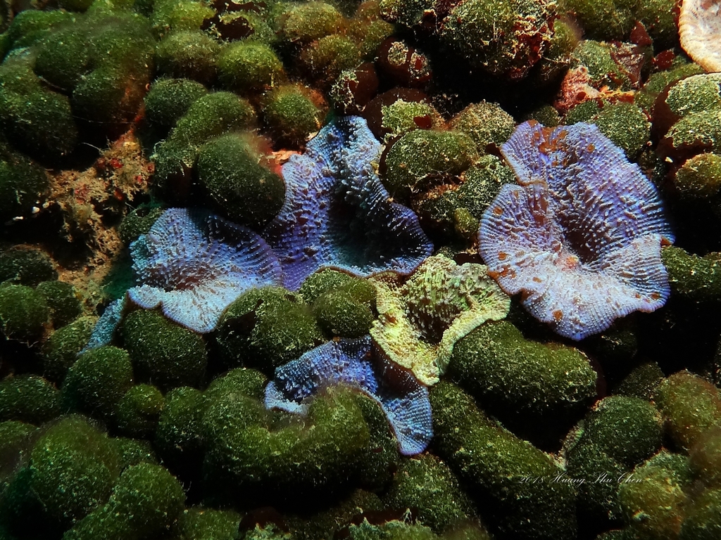 Beaded Corallimorph