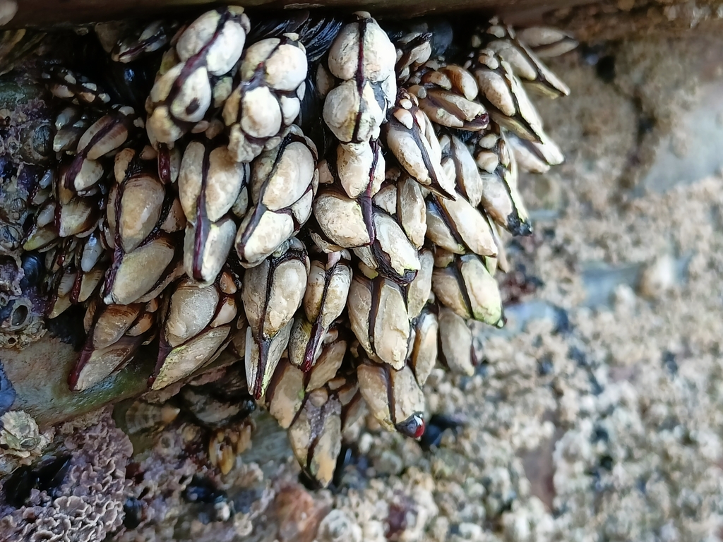 Goose barnacle