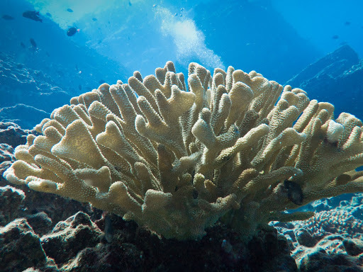 Antler Coral
