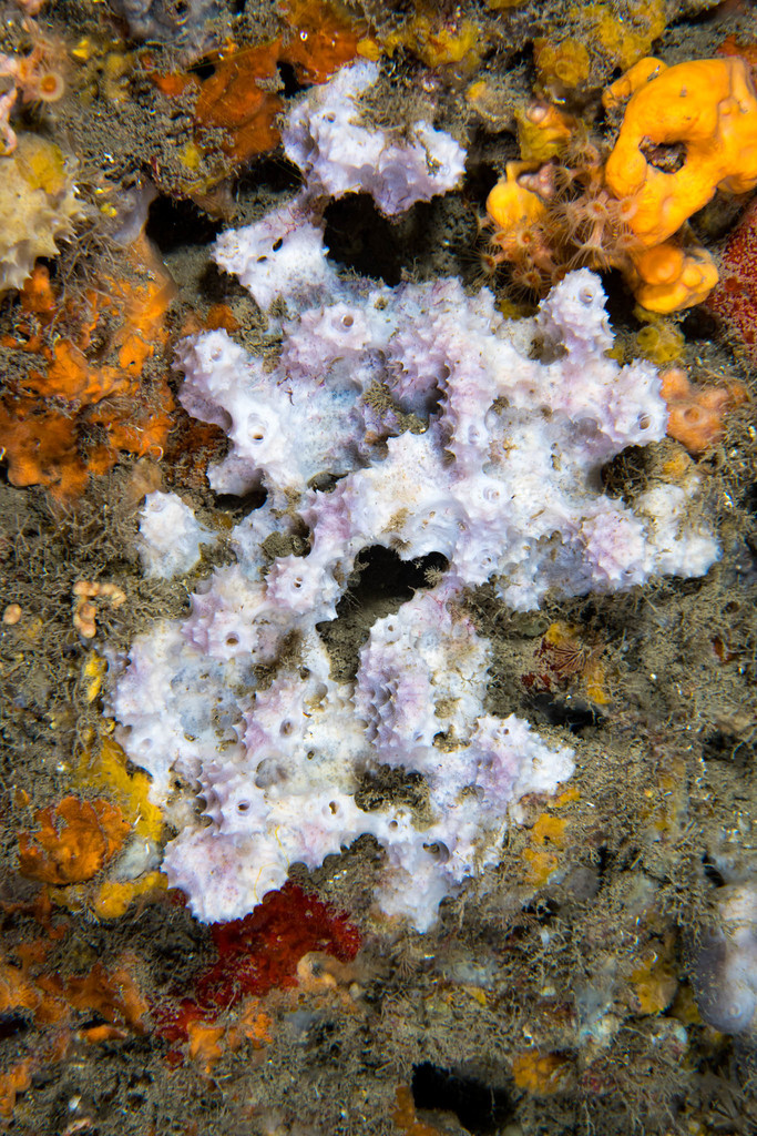 Pink sponge