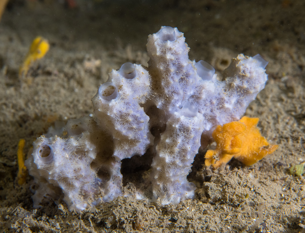 Pink sponge