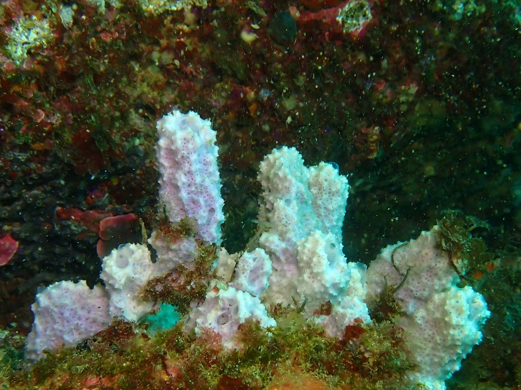 Pink sponge