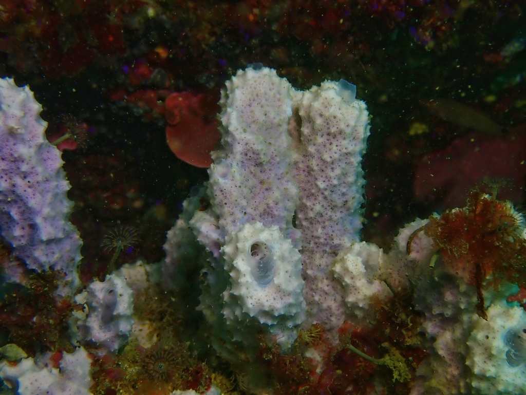 Pink sponge
