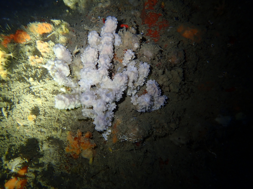 Pink sponge
