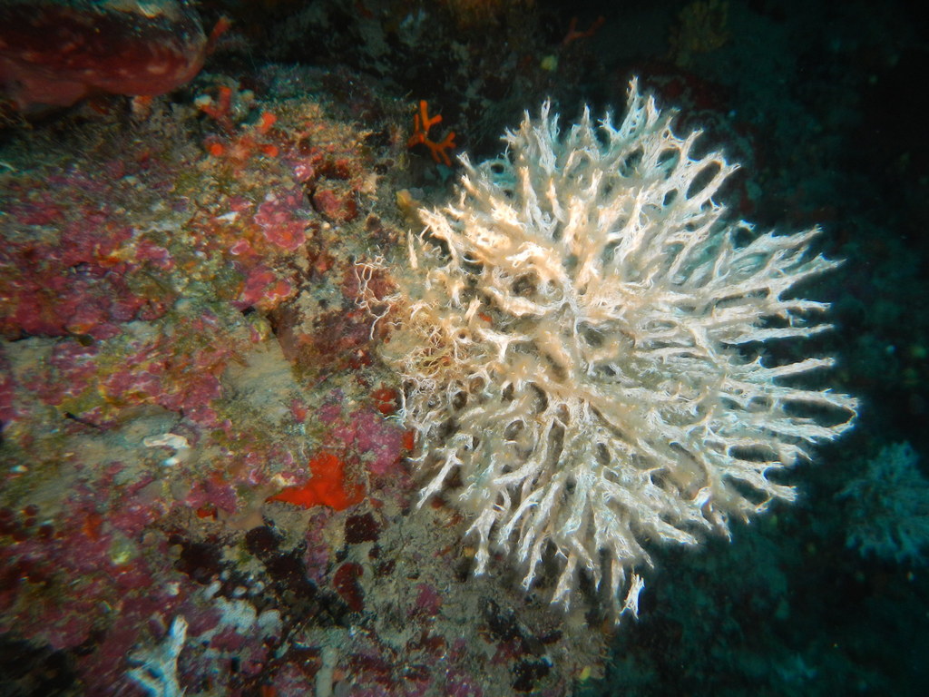 Coral Worm