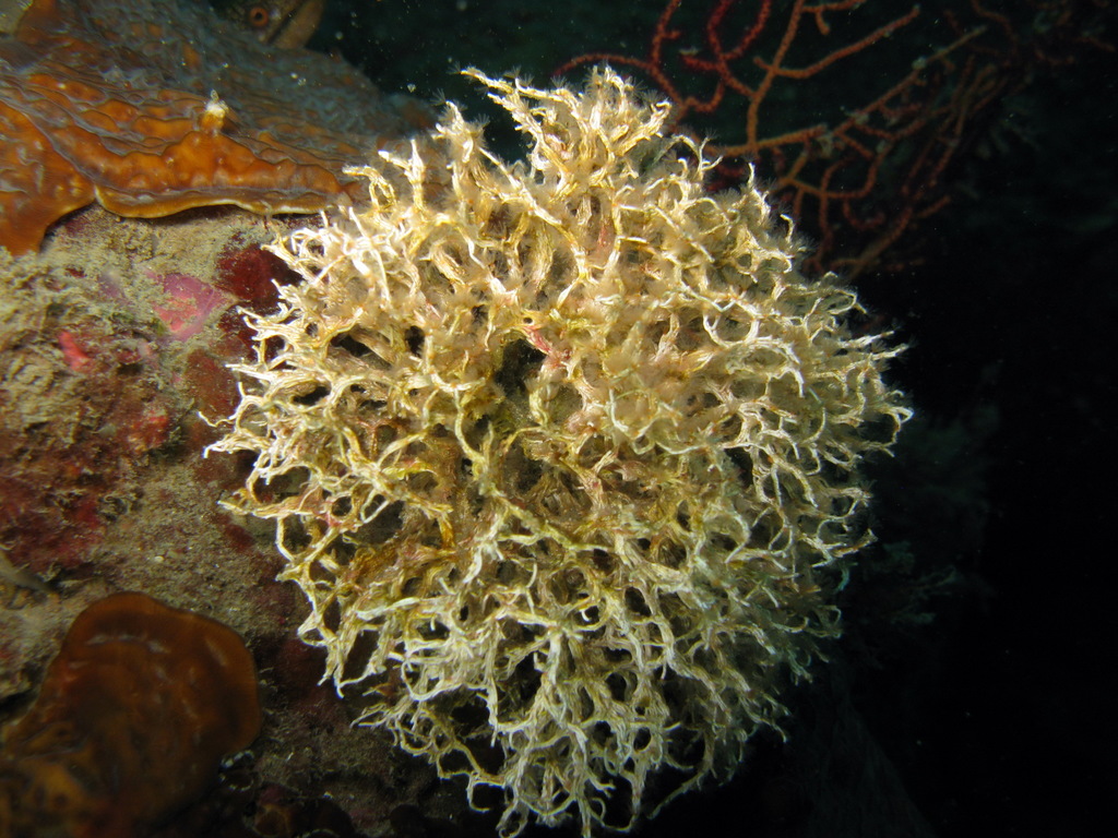 Coral Worm