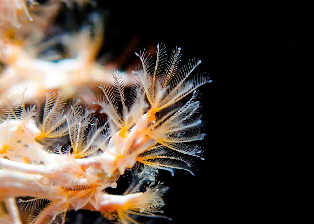 Coral worm