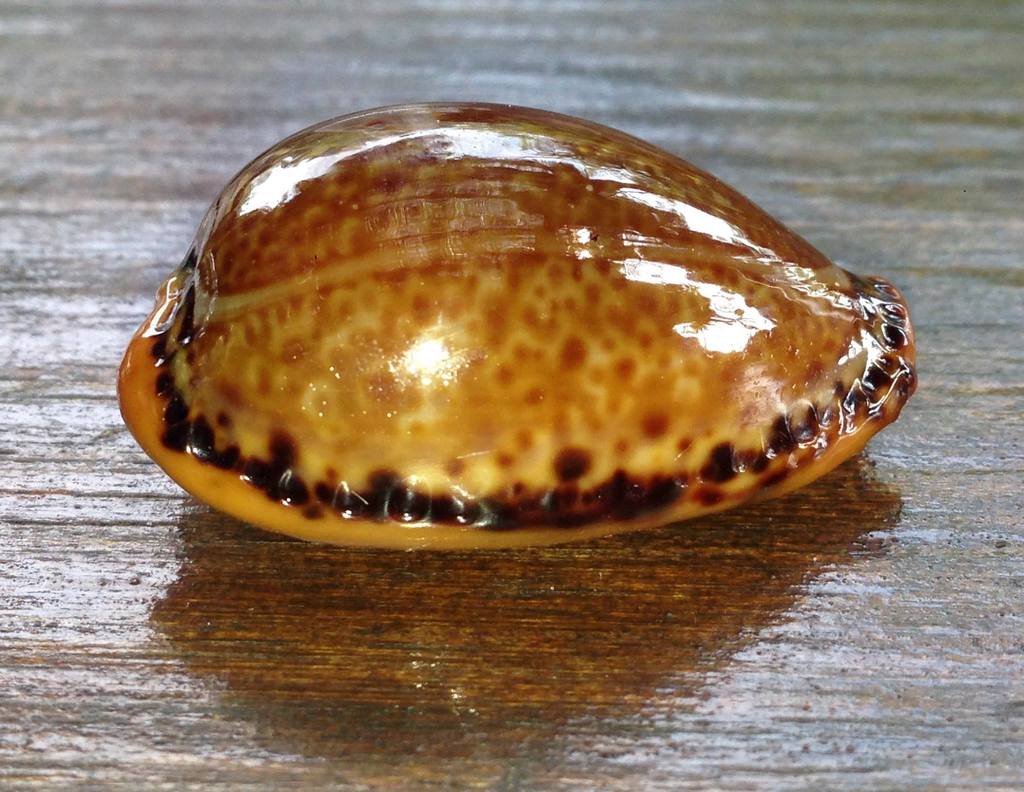 Spotted Cowrie