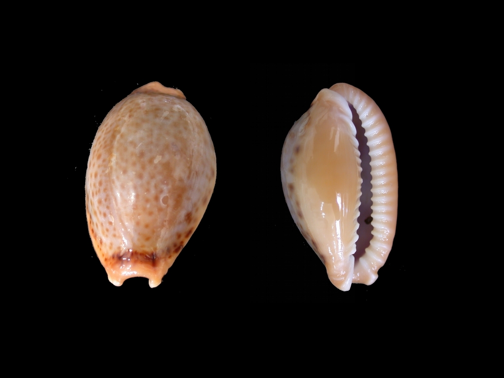 Spotted Cowrie