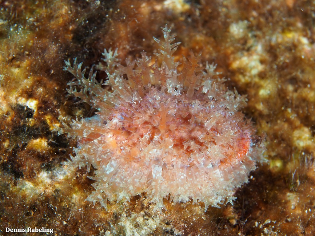 Spotted Cowrie