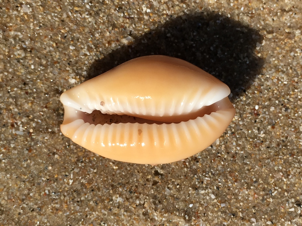 Spotted Cowrie