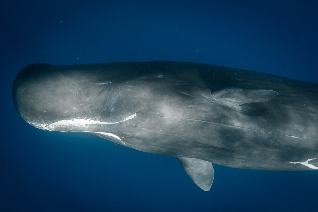 Sperm Whale