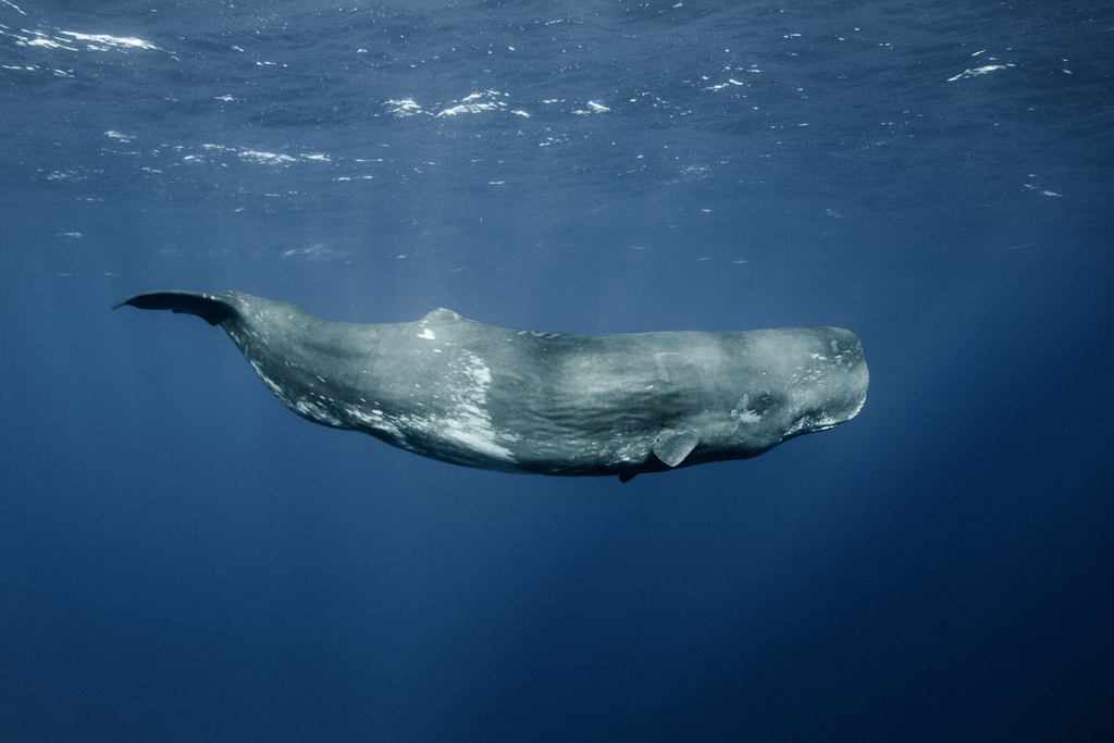 Sperm Whale