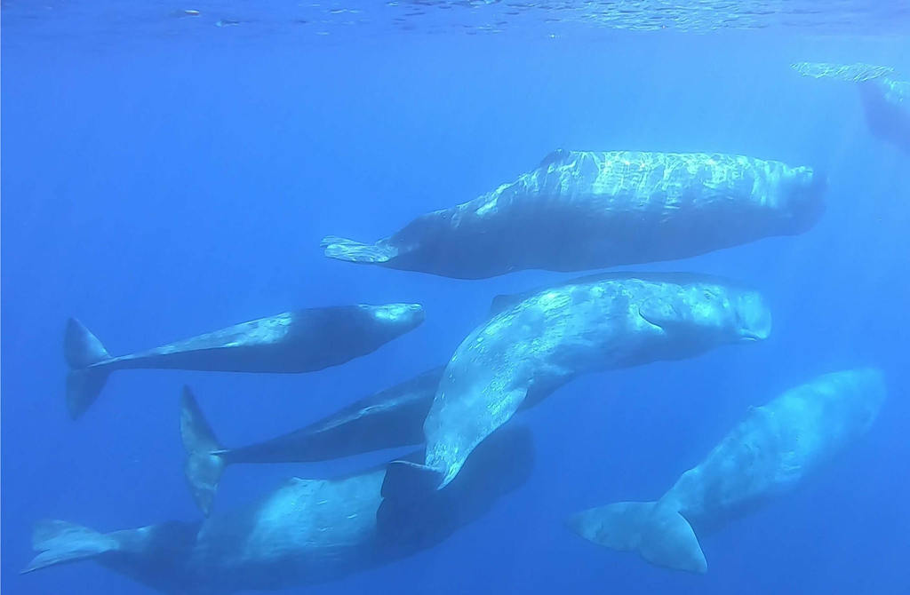 Sperm Whale