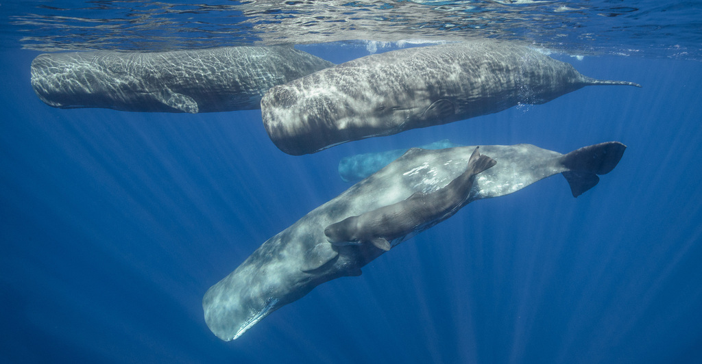 Sperm Whale