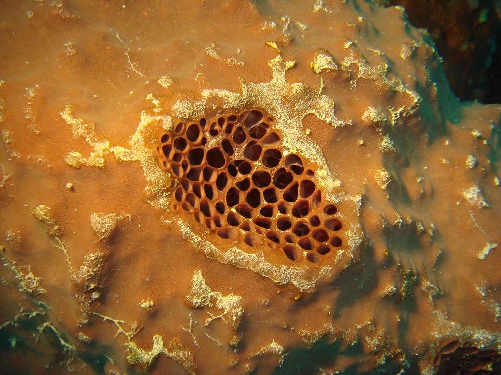 Éponge massive stellaire