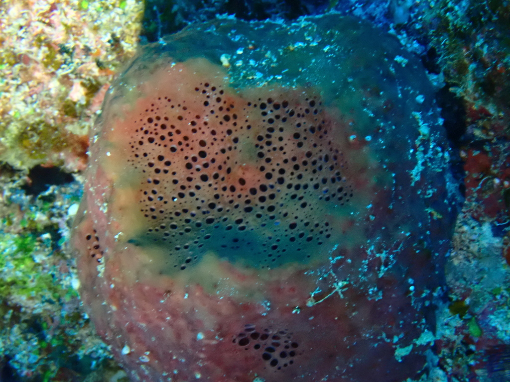 Éponge massive stellaire