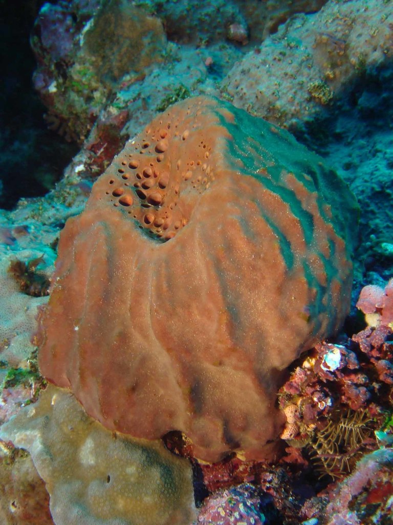 Éponge massive stellaire