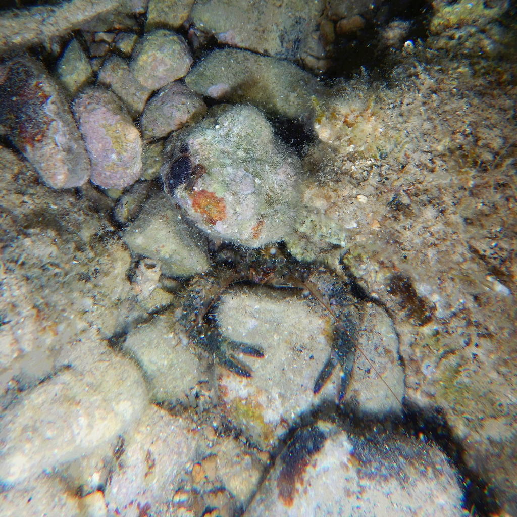 Black Squat Lobster