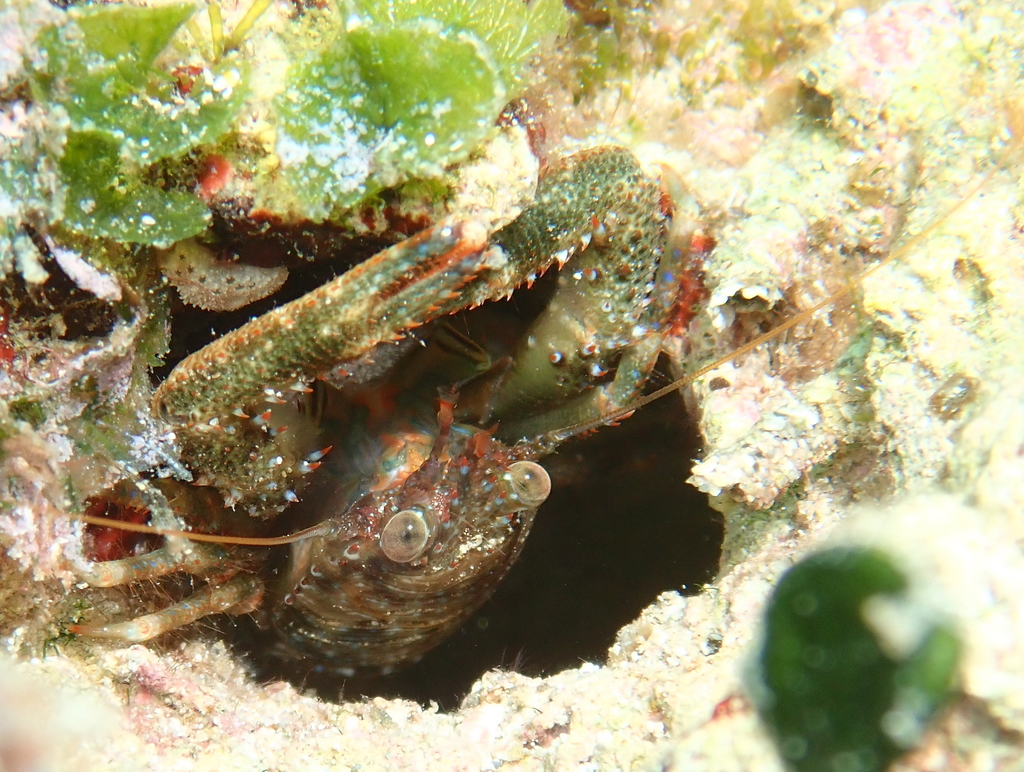 Black Squat Lobster